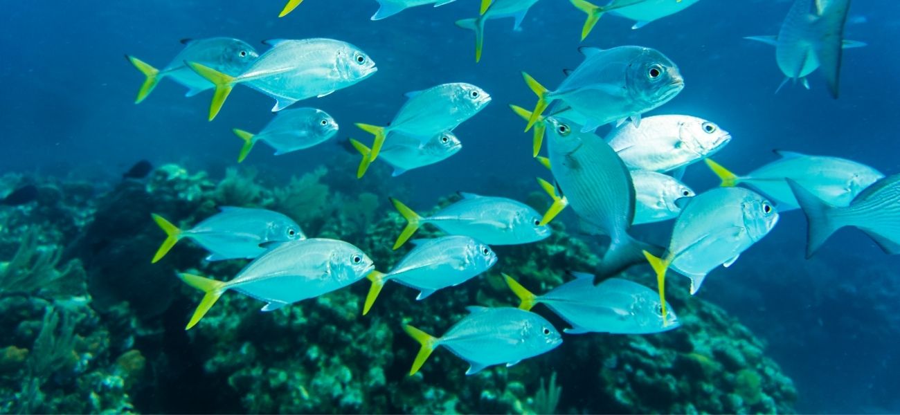 Azul de metileno para peces: Usos, beneficios y precauciones