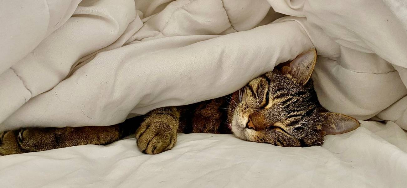 Beneficios de la zeolita en la arena para gatos