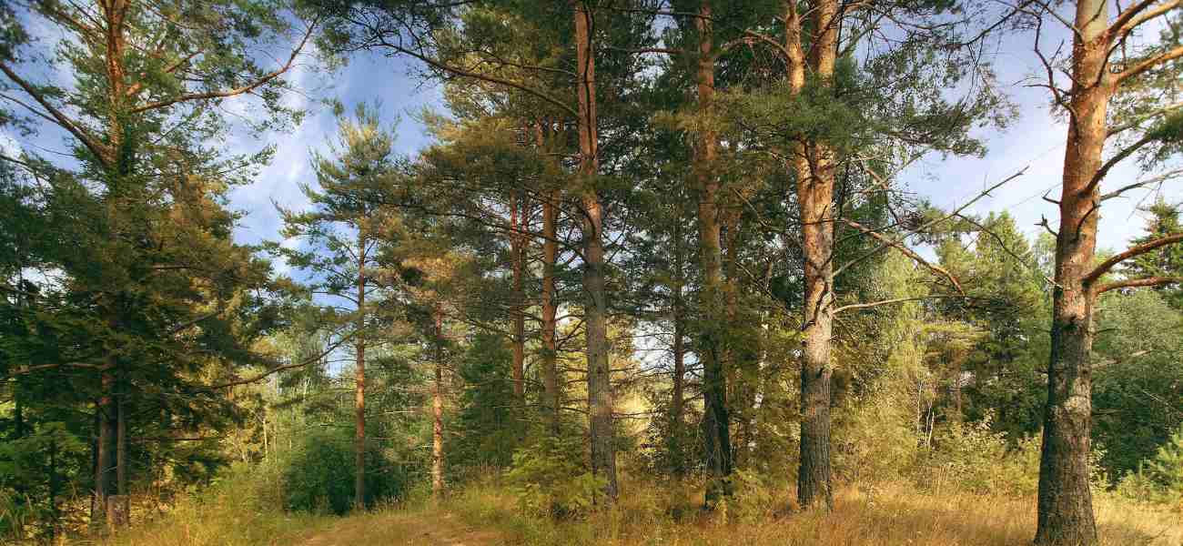 O que é DMSO e para que servir?