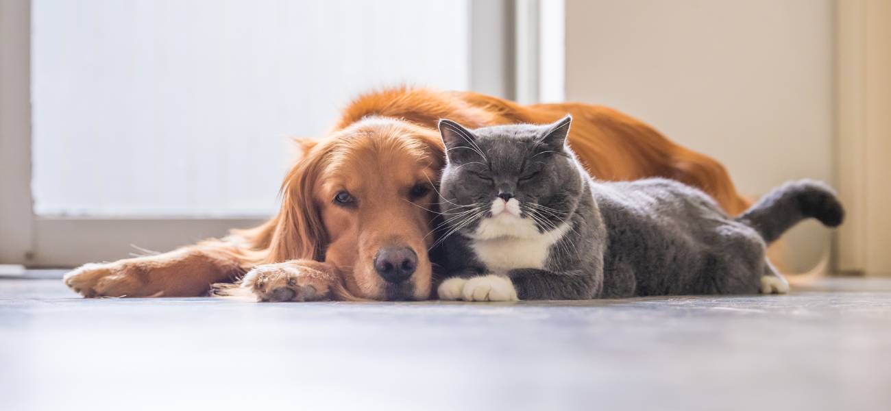Plata coloidal para mascotas: perros y gatos